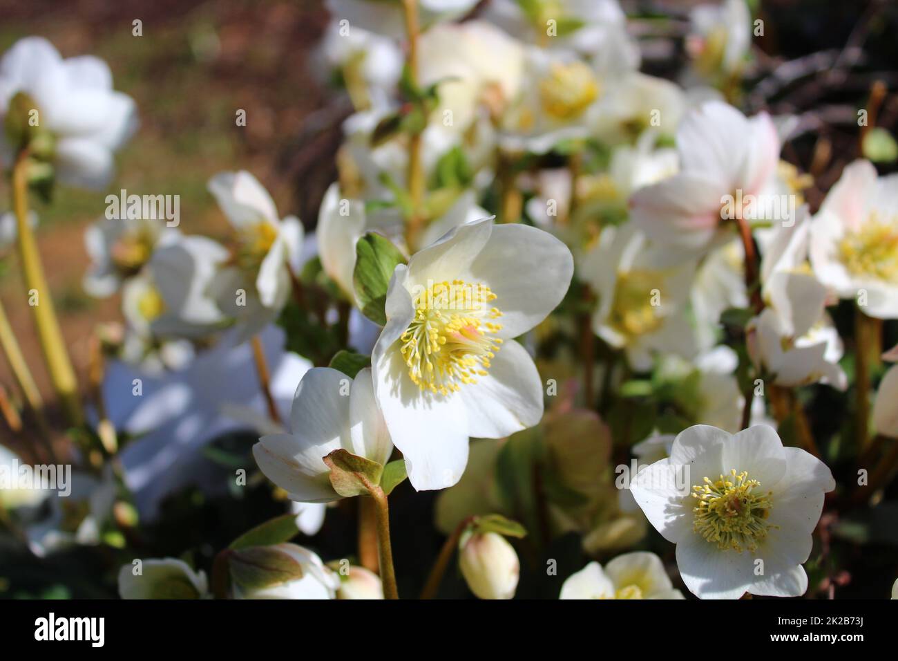 weihnachtsrose im Garten Stockfoto