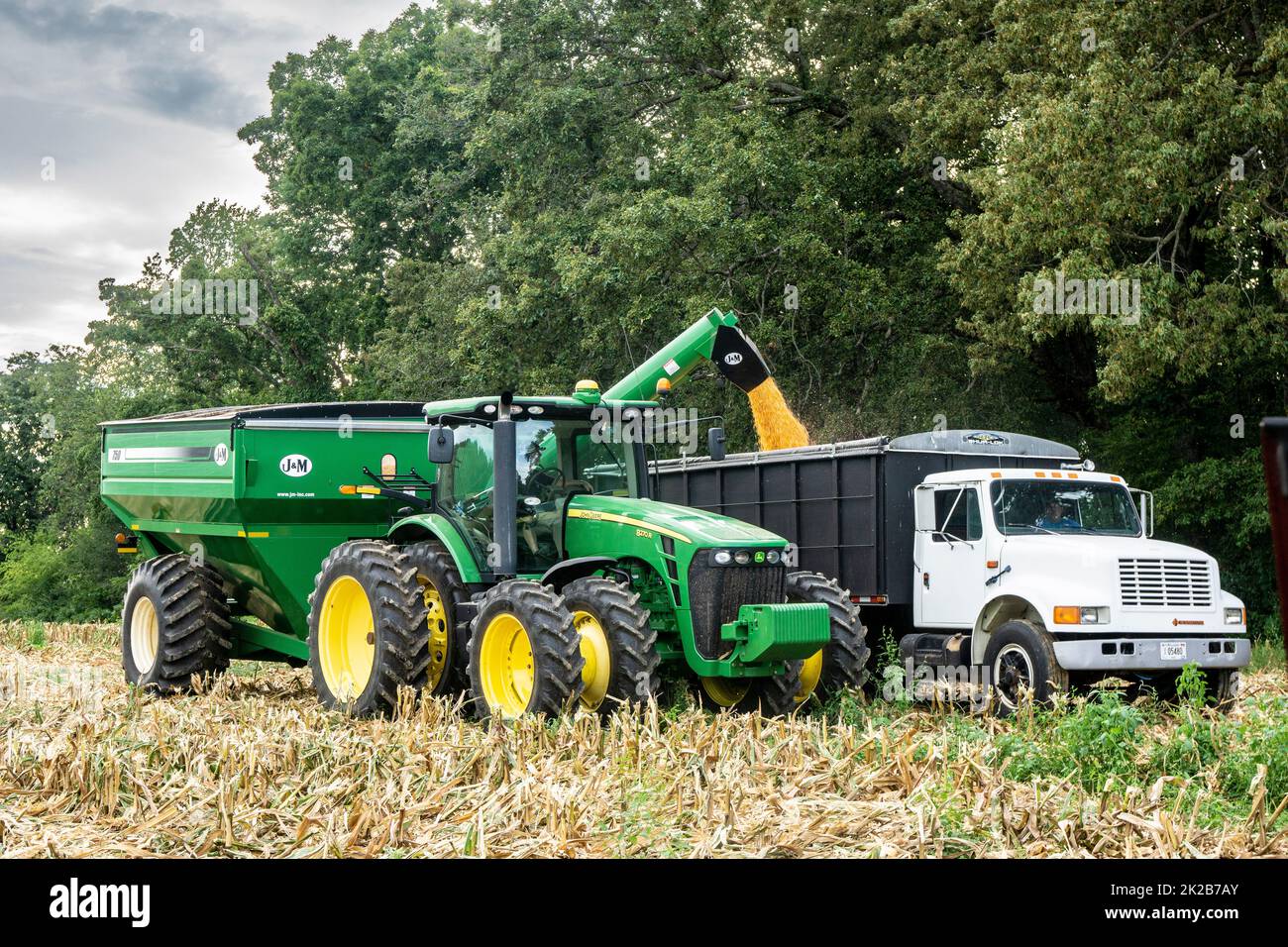 Mais mit Mähdrescher ernten Stockfoto