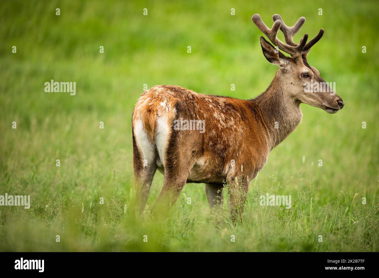 Damhirsche wildes Wiederkäuer-Säugetier im Sommer auf der Weide Stockfoto