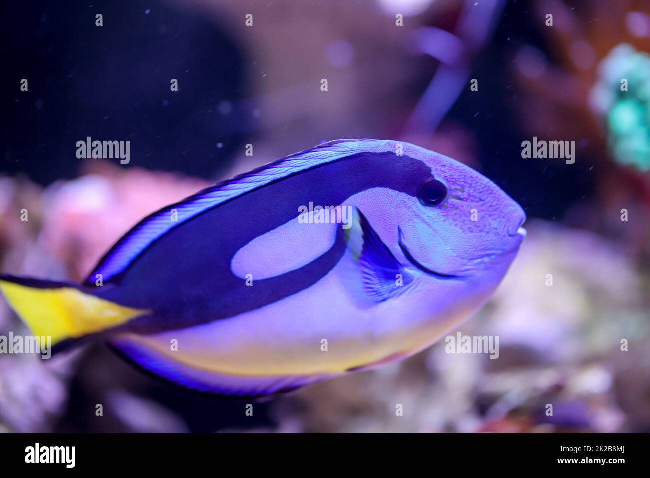 Ein Palettenarzt fischt in einem Salzwasseraquarium. Stockfoto