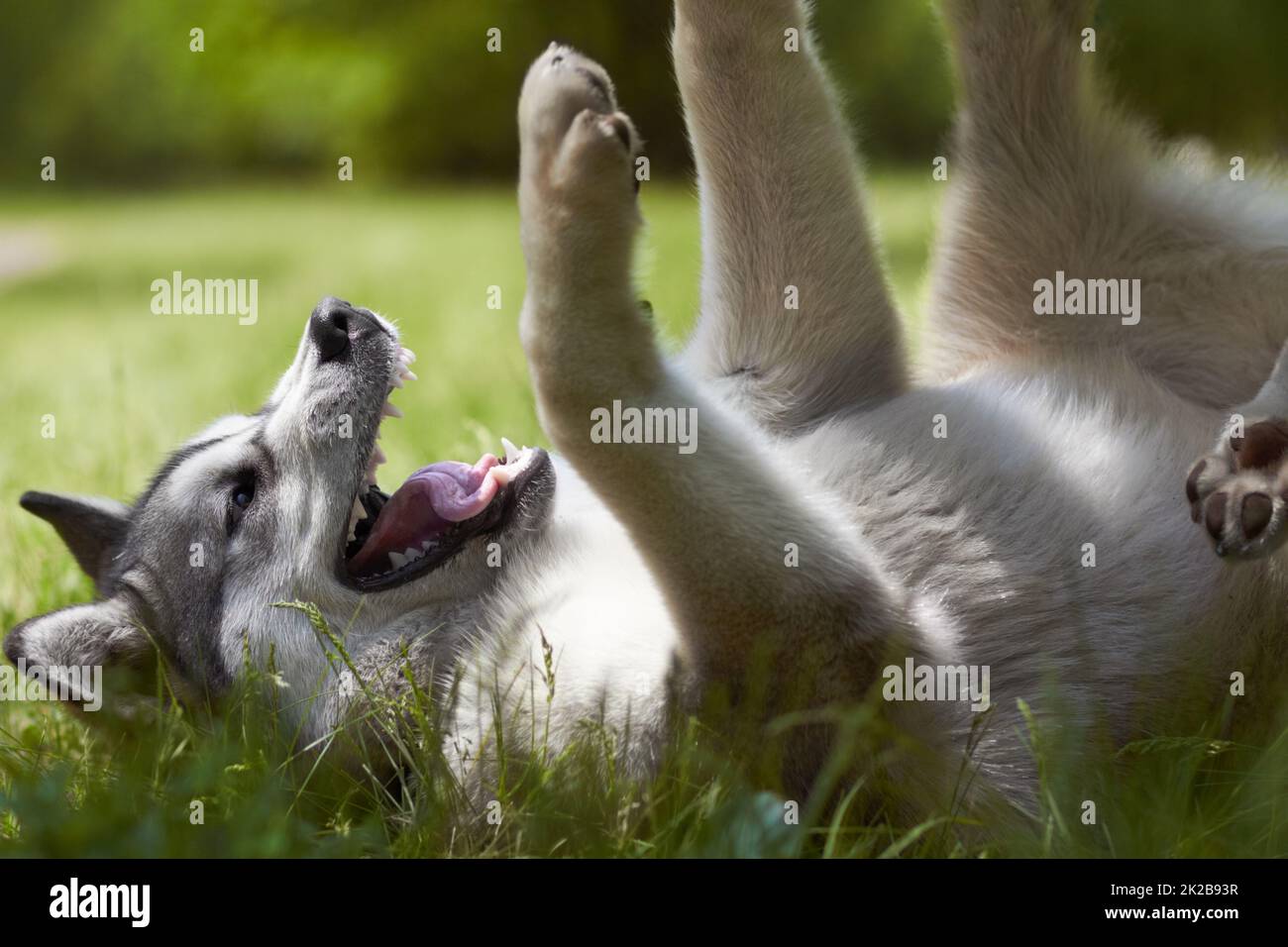 Kommt und spielt mit mir. Ein kurzer Schuss verspielter Huskies draußen - Animal Life. Stockfoto