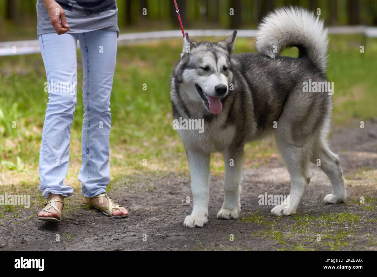 Die berauschenden Düfte der Natur einnehmend. Ein robuster Husky für einen Spaziergang durch den Park an der Leine. Stockfoto