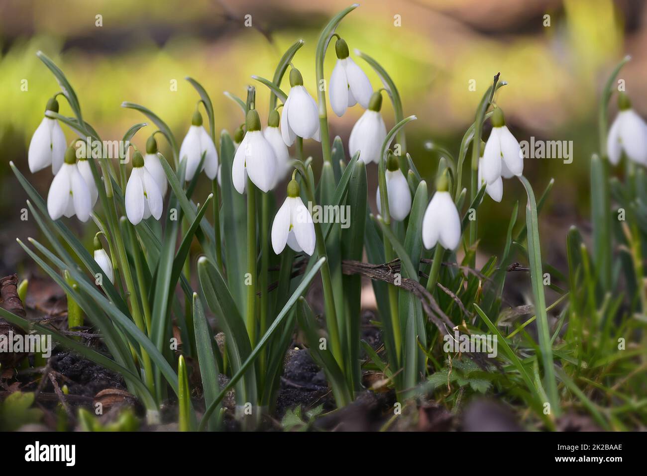 Schneeglöckchen in voller Blüte. Schöne Schneeglöckchen blüht in voller Blüte. Stockfoto