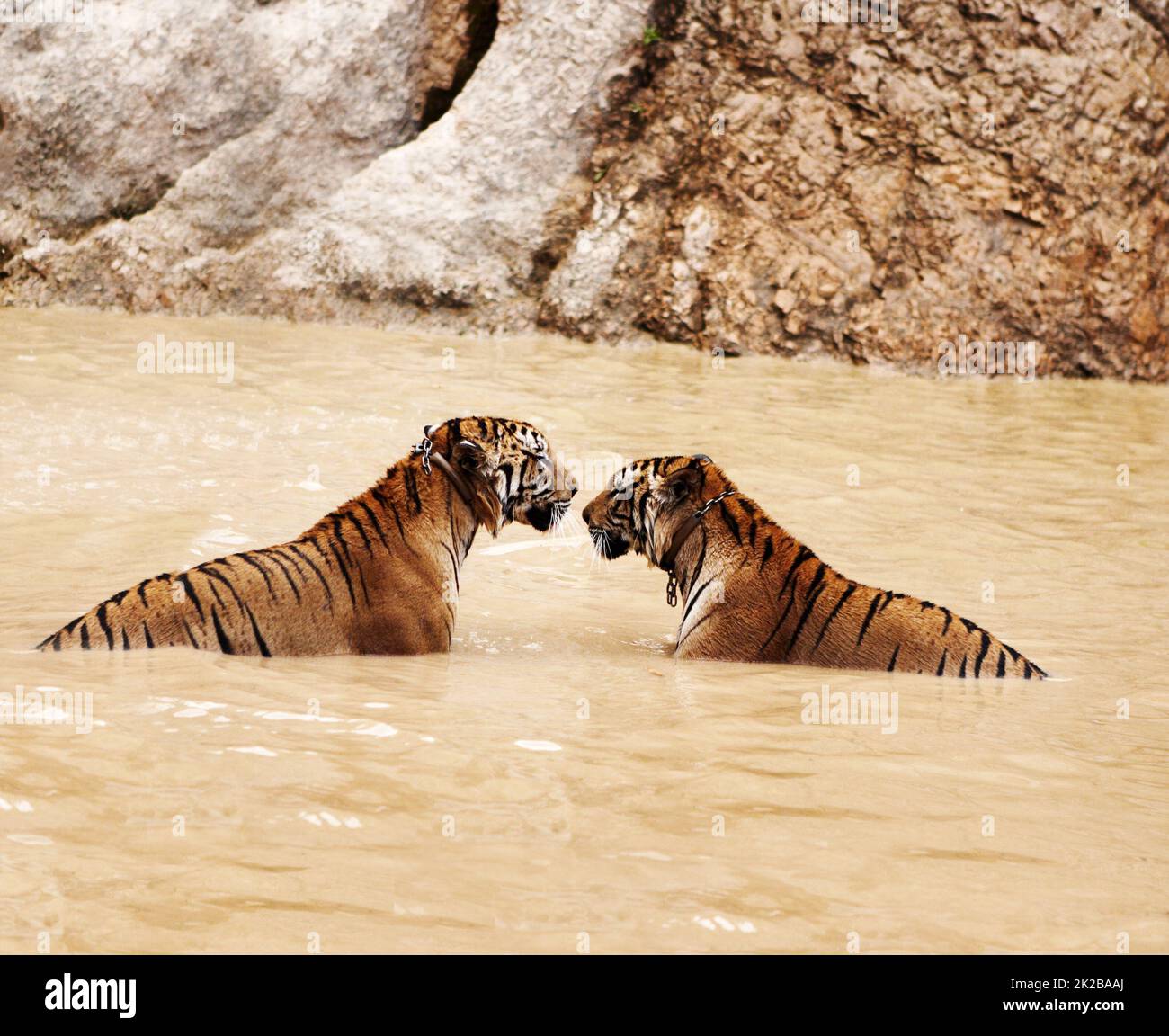 Zwei wunderschöne indochinesische Tiger. Zwei indochinesische Tiger im Wasser mit Halsbändern um den Hals. Stockfoto