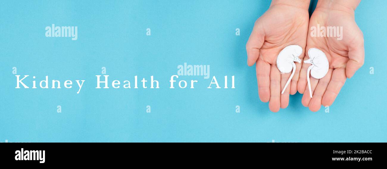 Hände, die eine Niere halten, Papier ausgeschnitten, Weltnierentag, Gesundheitsprobleme, Organtransplantation, Medizinisches Problem Stockfoto