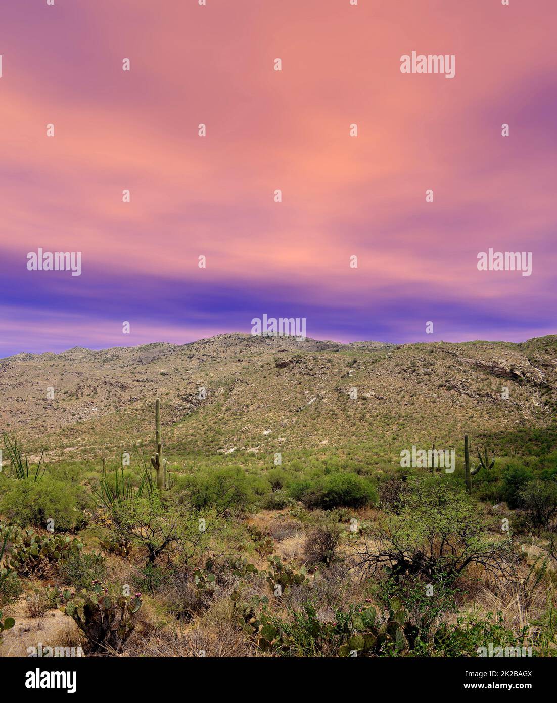 Sonora Wüste Arizona Sonnenuntergang Stockfoto