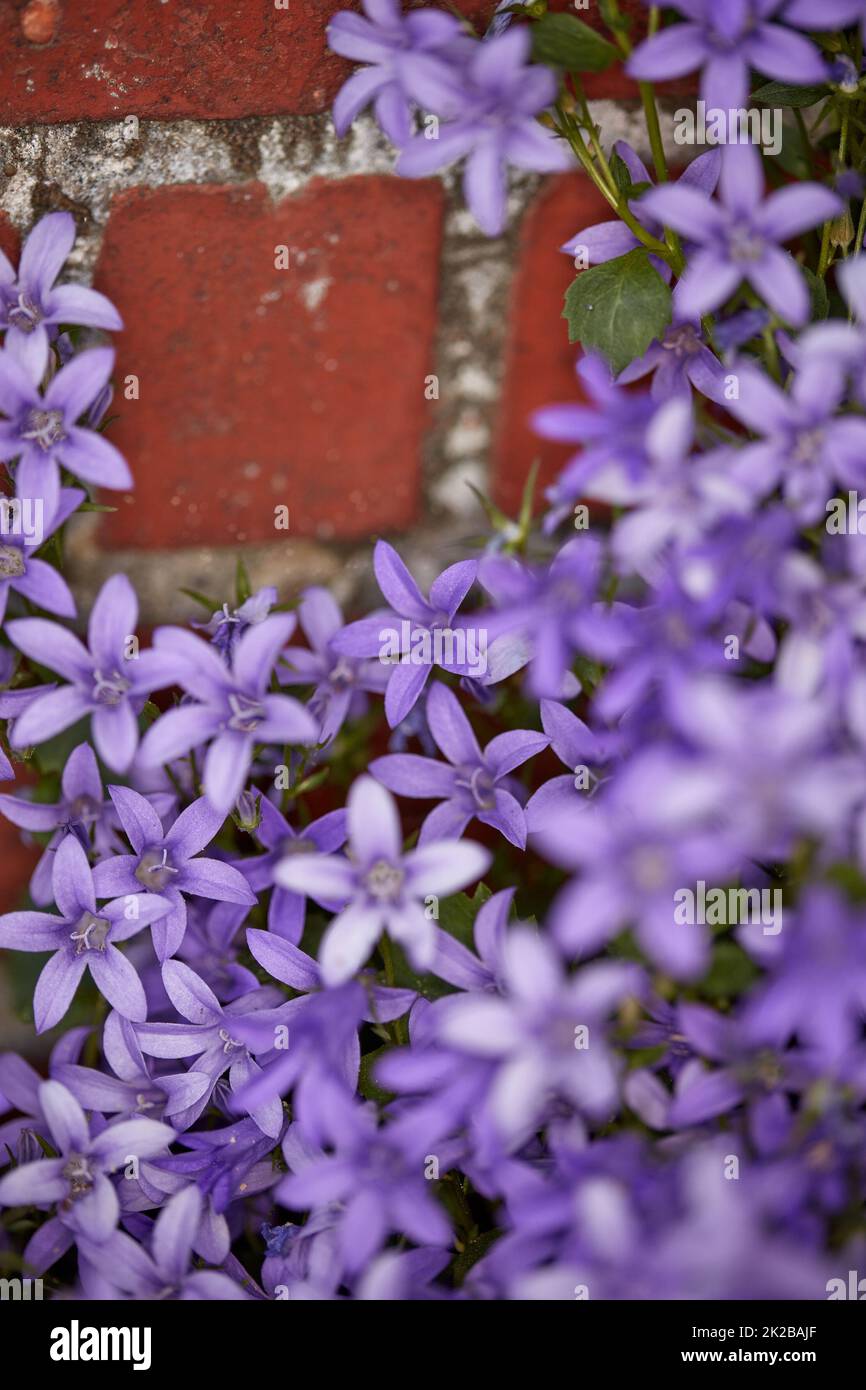 Schöne Blumen aus meinem Garten. Eine Reihe von schönen Gartenfotos. Stockfoto