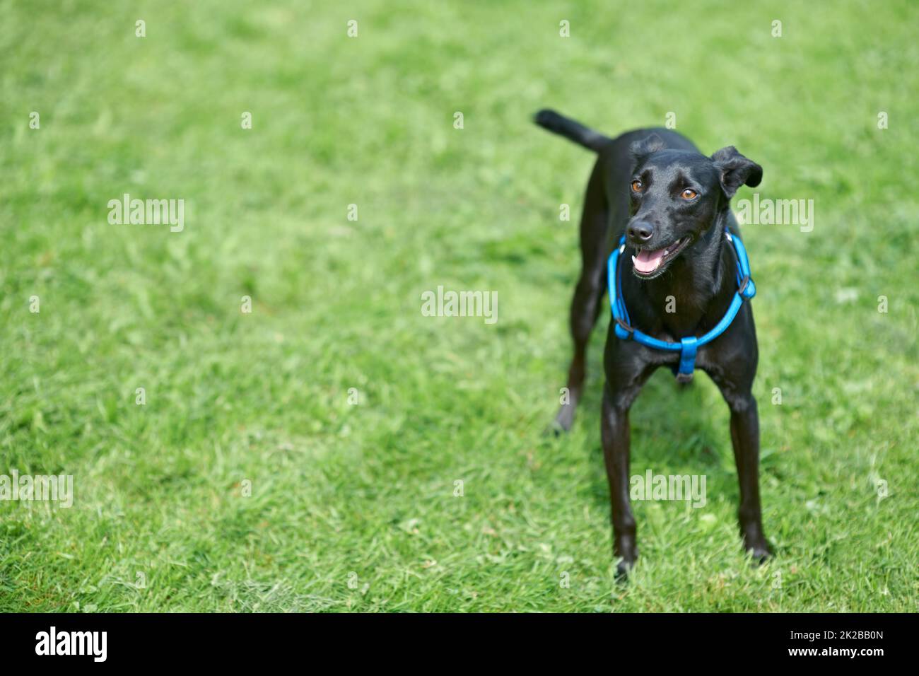 Spielen. Ein glücklicher schwarzer Hund, der auf dem Rasen steht. Stockfoto