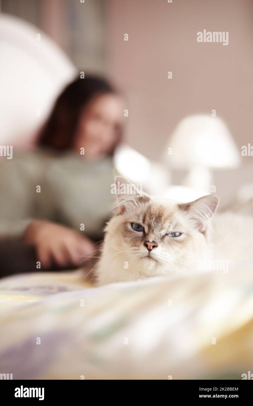 Warum ist sie in MEINEM Bett. Eine Nahaufnahme eines flauschigen Kittys und seines Besitzers, der im Bett lag. Stockfoto