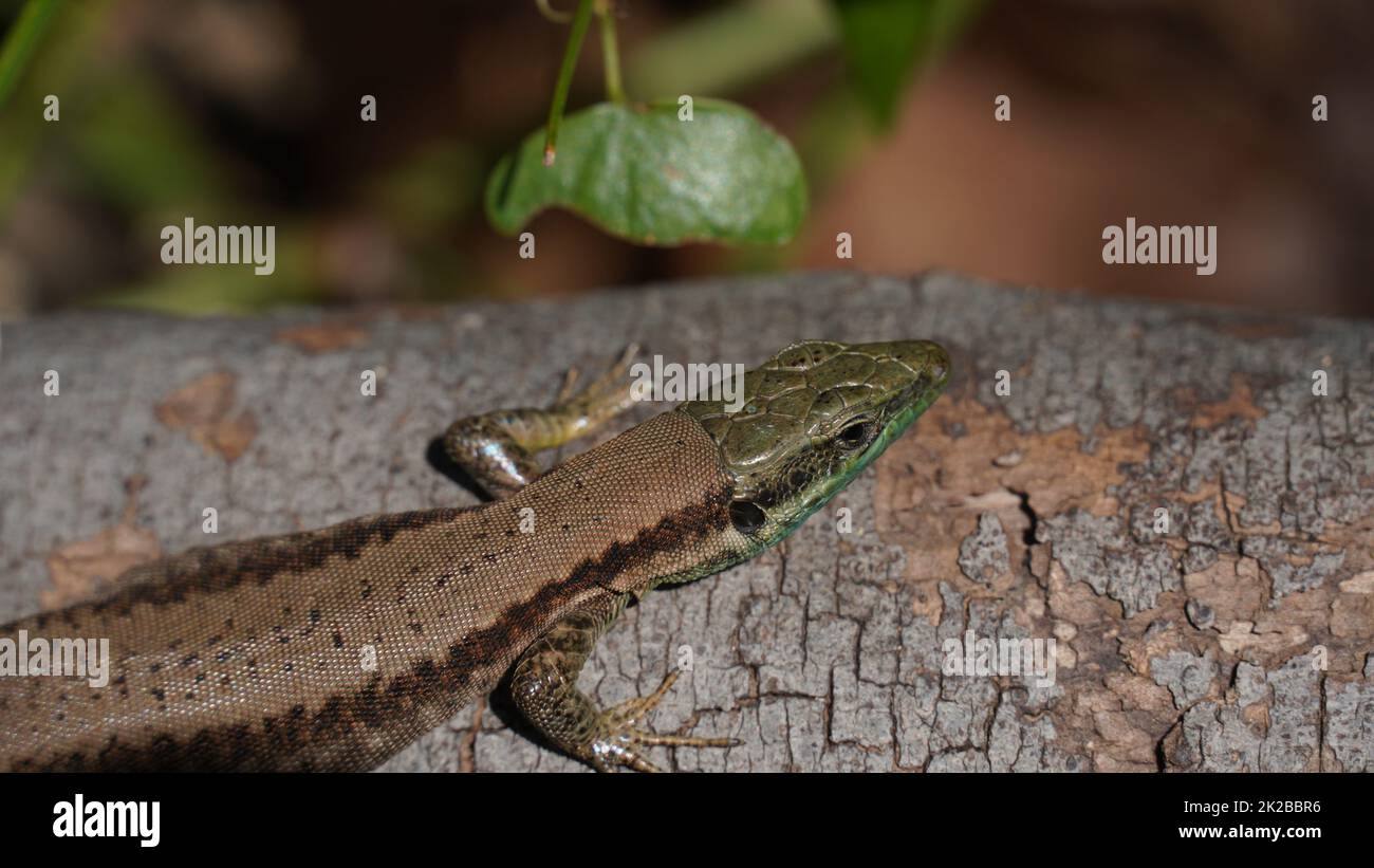 Phoenicolacerta laevis, die Libanoneidechse, ist eine Art von Eidechsen aus der Familie Lacertidae. Es wird in Israel, im Libanon gefunden Stockfoto