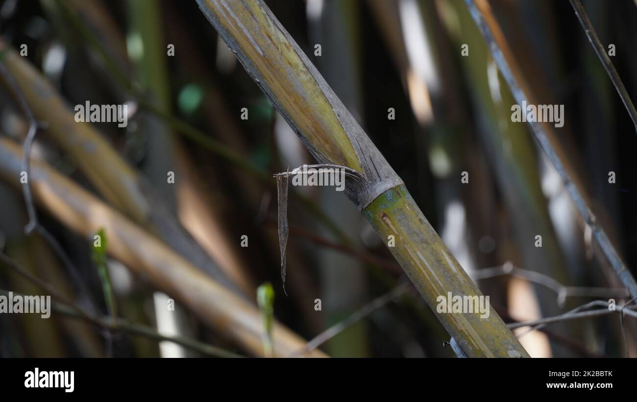 Halbtrockene Bambuszweige. Bambuszweige und -Pflanzen im Natural Garden. Stockfoto