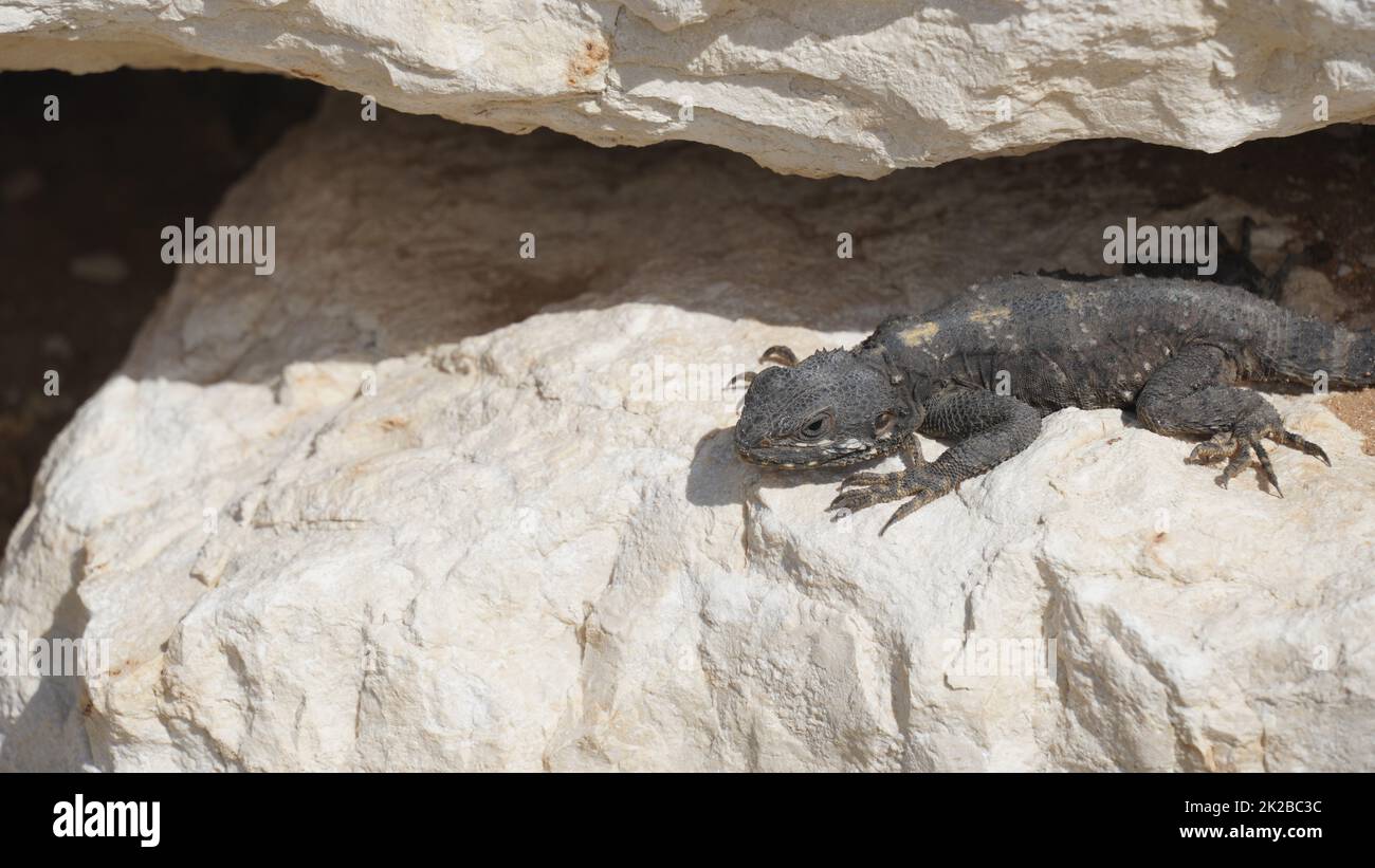 Stellagama auf den Felsen in Israel aus nächster Nähe. Die hell erleuchtete von der Sonneneidechse auf Steinen Stockfoto