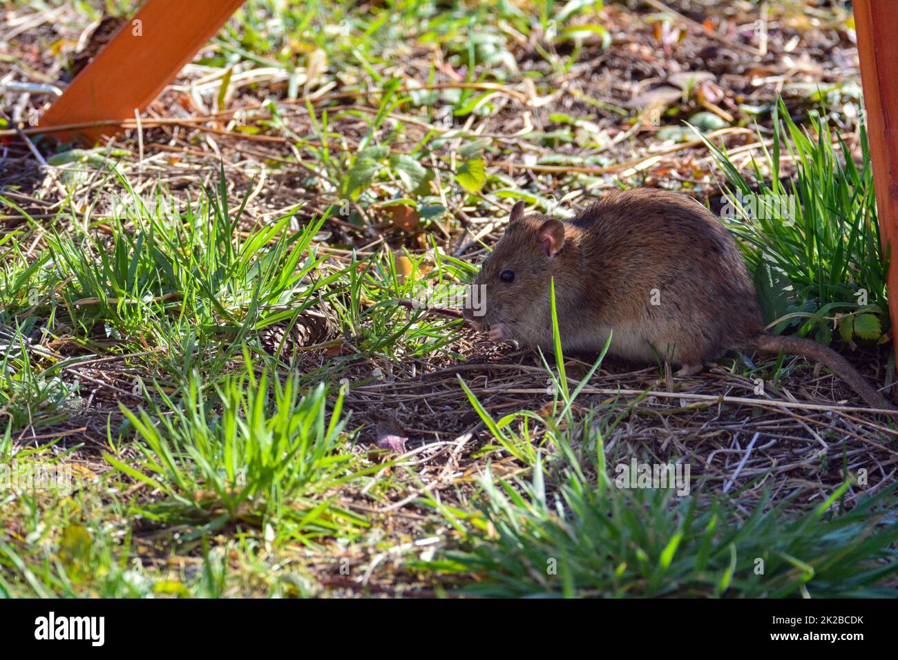 40+ Ratten Laufen Tagsüber Durch Den Garten, Wenn sie jedoch ratten