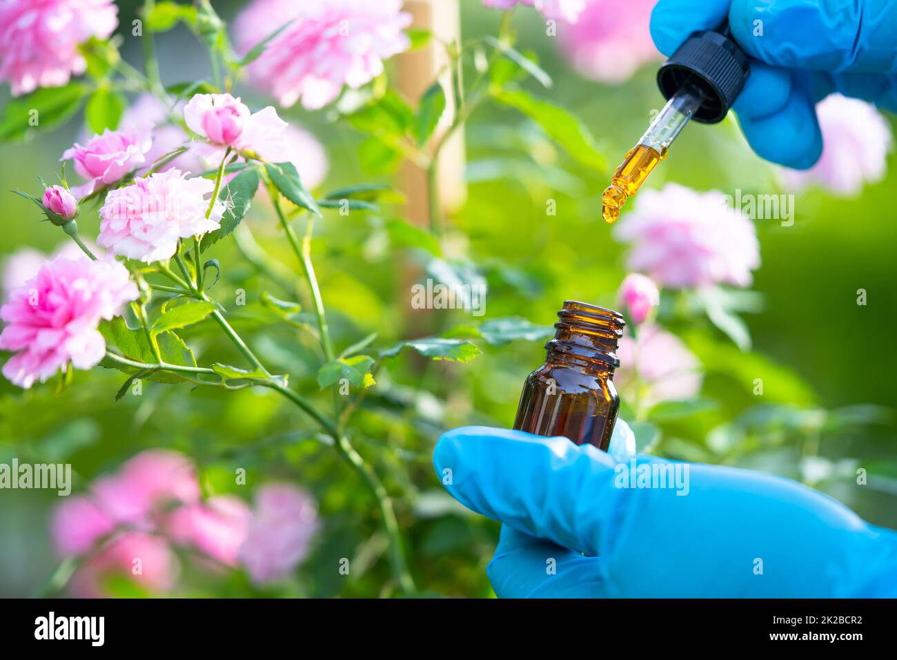 Wissenschaftler Arzt hält Flasche Rosenkräuteröl Pflanze für Haut und Parfüm Produkt, Tröpfchendosierung, Biologie und Ökologie alternative Naturmedizin. Stockfoto