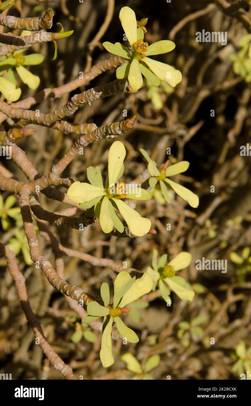 Stämme, Blätter und Zyathie von Balsam-Sprudel. Stockfoto