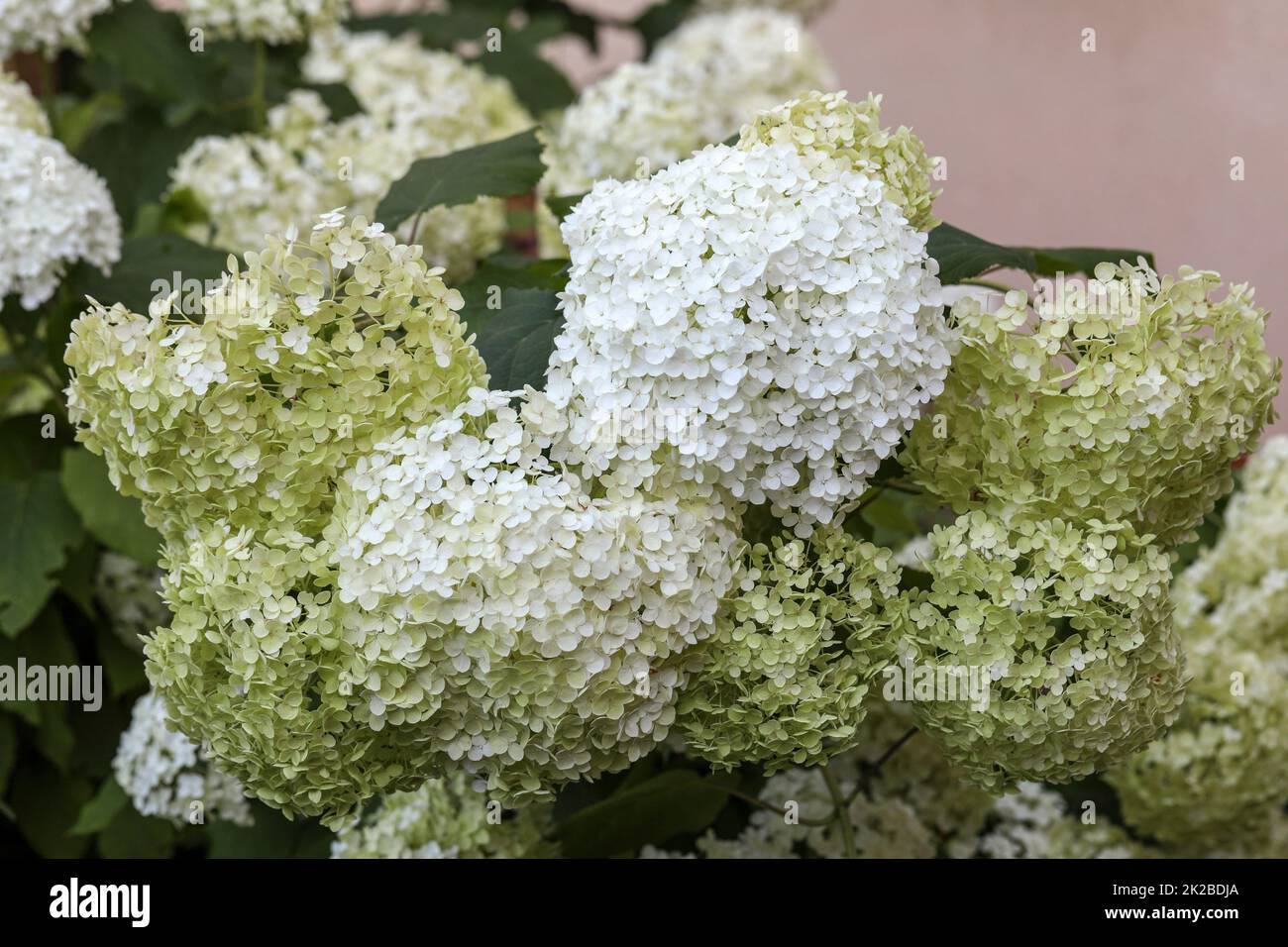 Nahaufnahme einer wunderschönen weißen Hortensien im Garten Stockfoto