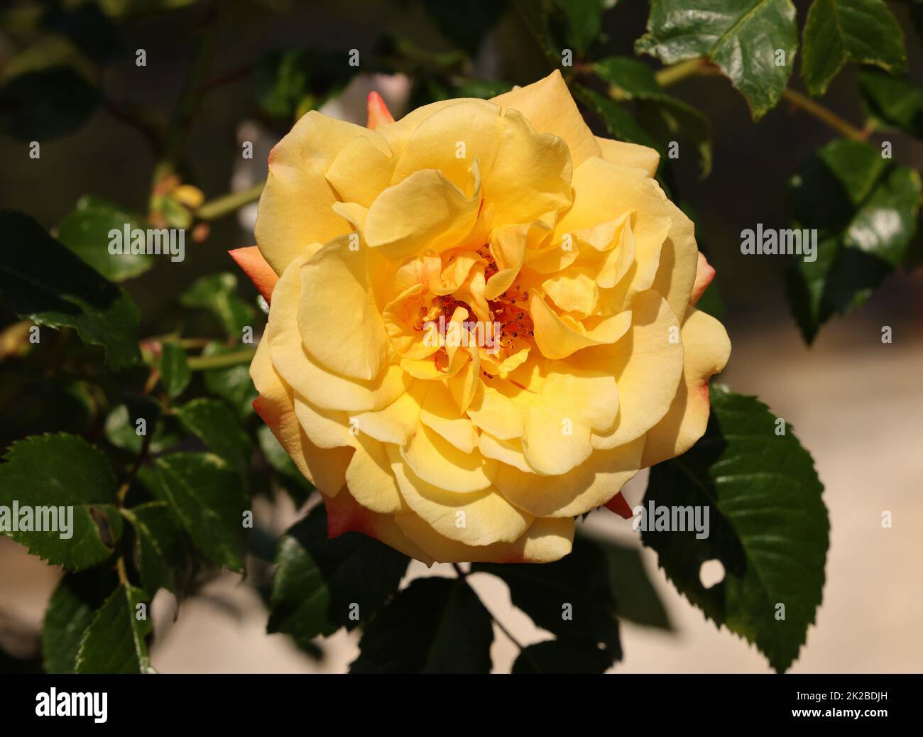 Gelbe Rosen am Zweig im Garten Stockfoto