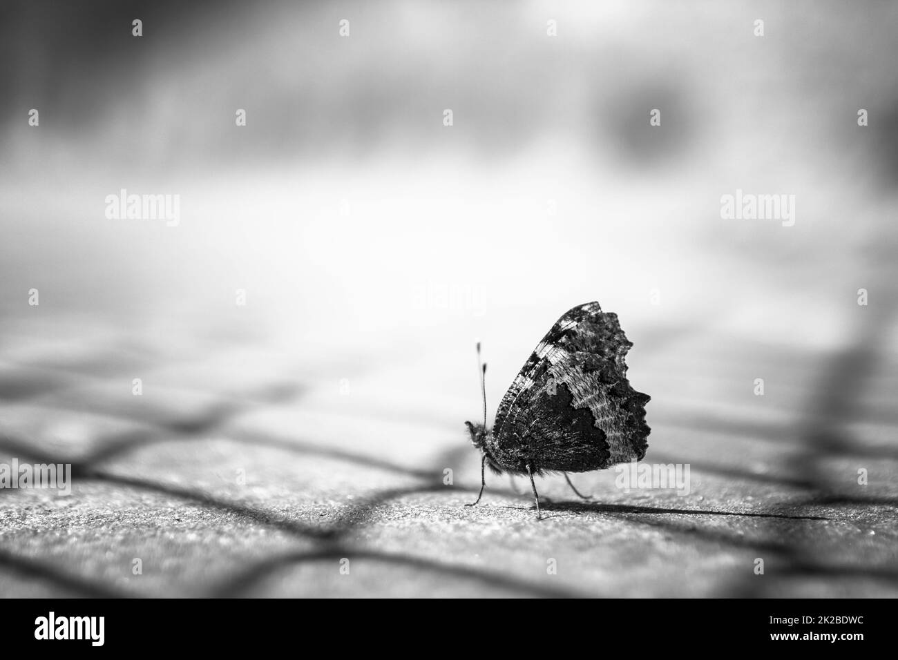 Schmetterling Stockfoto