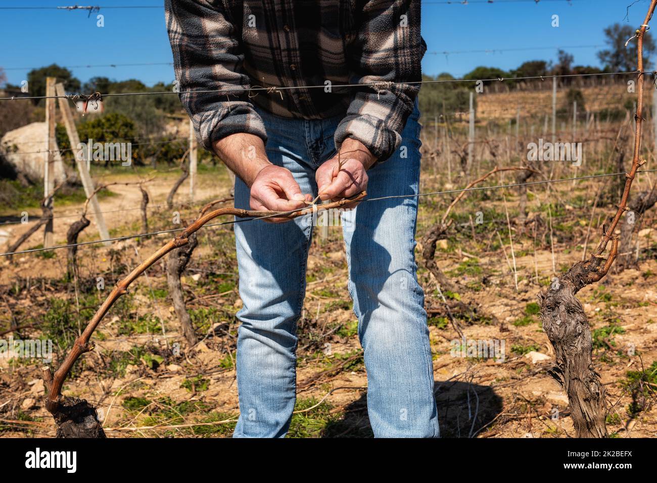 Ein Bauer, der im Winter den Reben schneidet. Landwirtschaft. Stockfoto