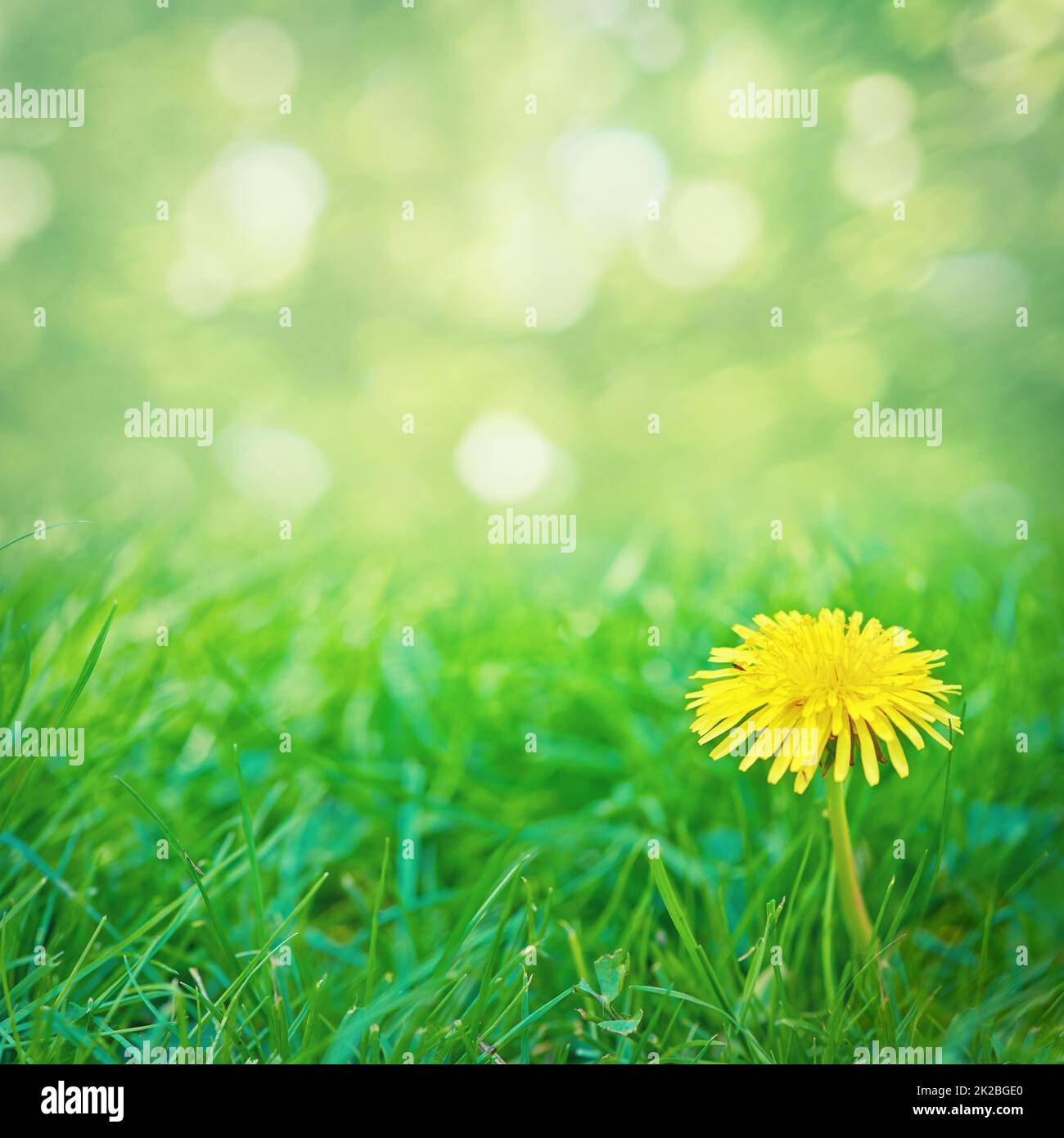 Unkraut kann schön sein. Ein leuchtend gelber Dandelion, der auf einem Rasen wächst. Stockfoto