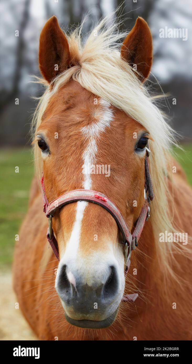 Schönes braunes Pferd im Freien am Tag. Schönes braunes Pferd im Freien am Tag. Stockfoto