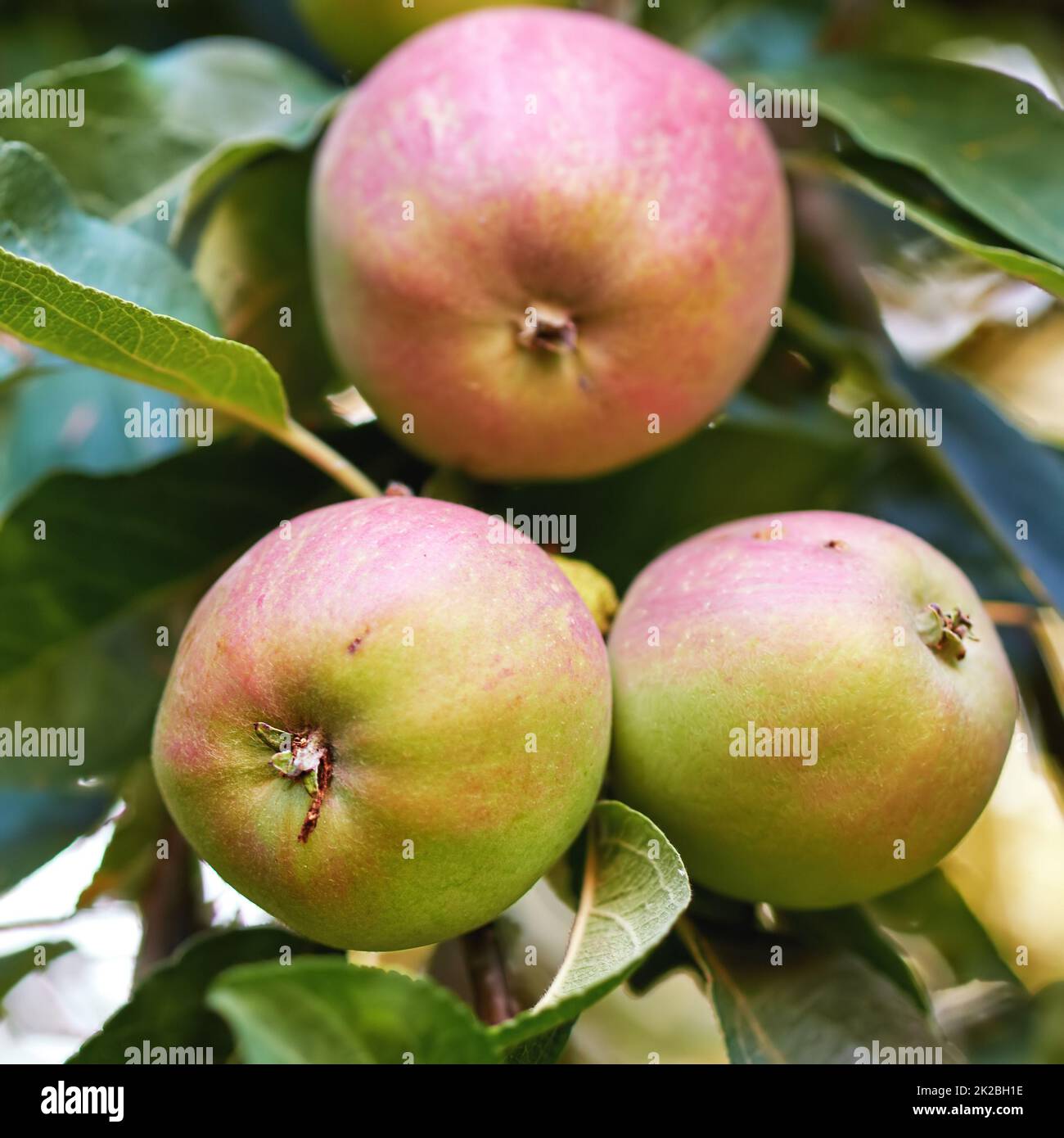 Äpfel. Ein Foto von Geschmack und schönen roten Äpfeln. Stockfoto