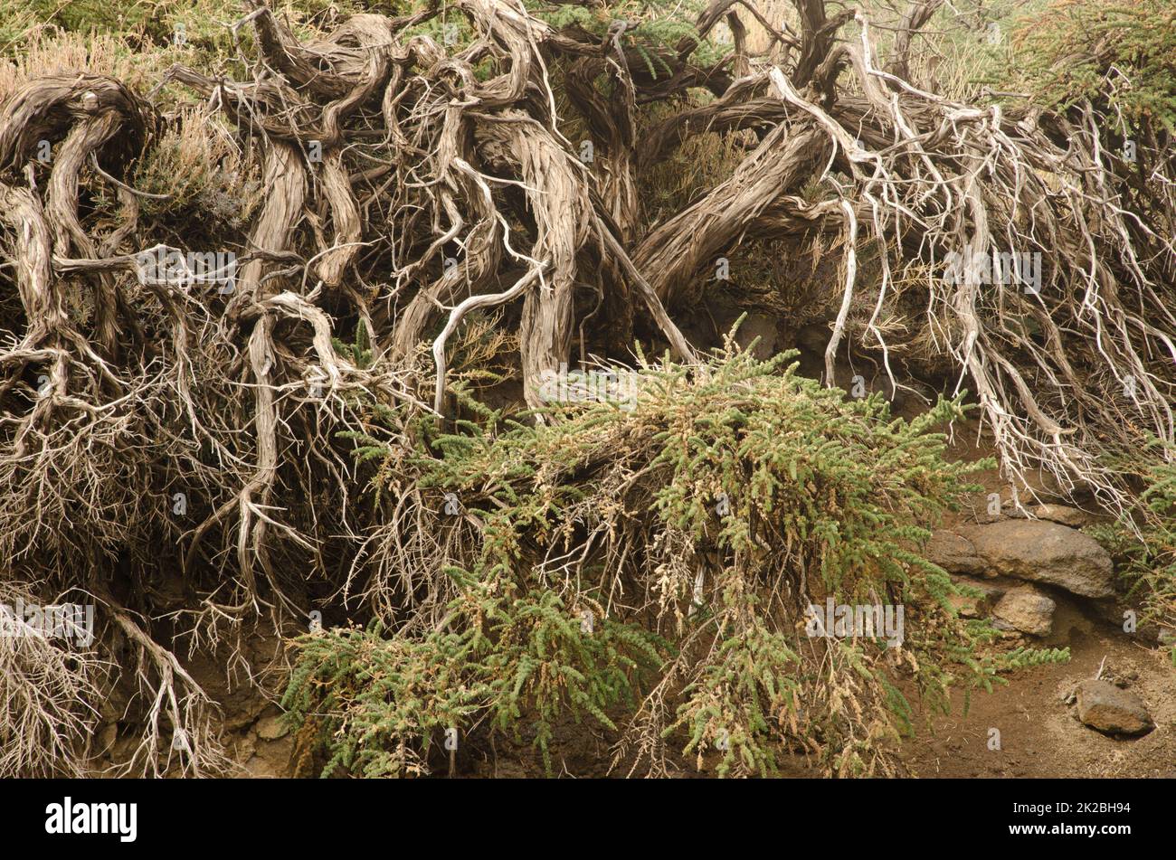 Sträucher von Adenocarpus viskosus im Naturpark Las Nieves. Stockfoto
