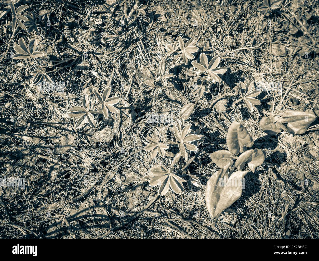 Grüne Wildpflanzen auf dem VeslehÃ¸dn Veslehorn-Berg Hemsedal Norway. Stockfoto