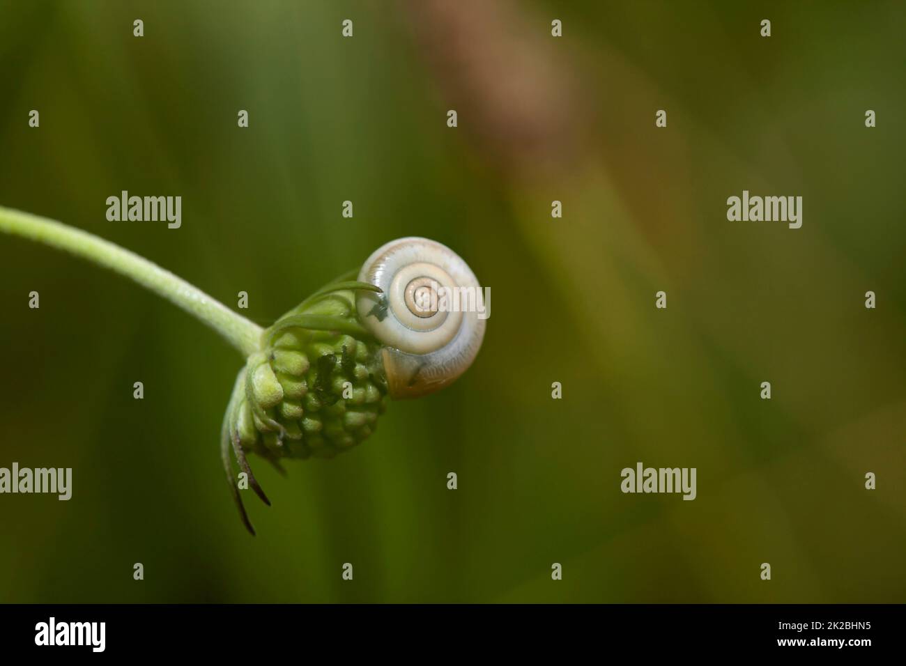 Ein kleines Schneckenhaus (Cepaea nemoralis) klammert sich an eine Pflanze Stockfoto