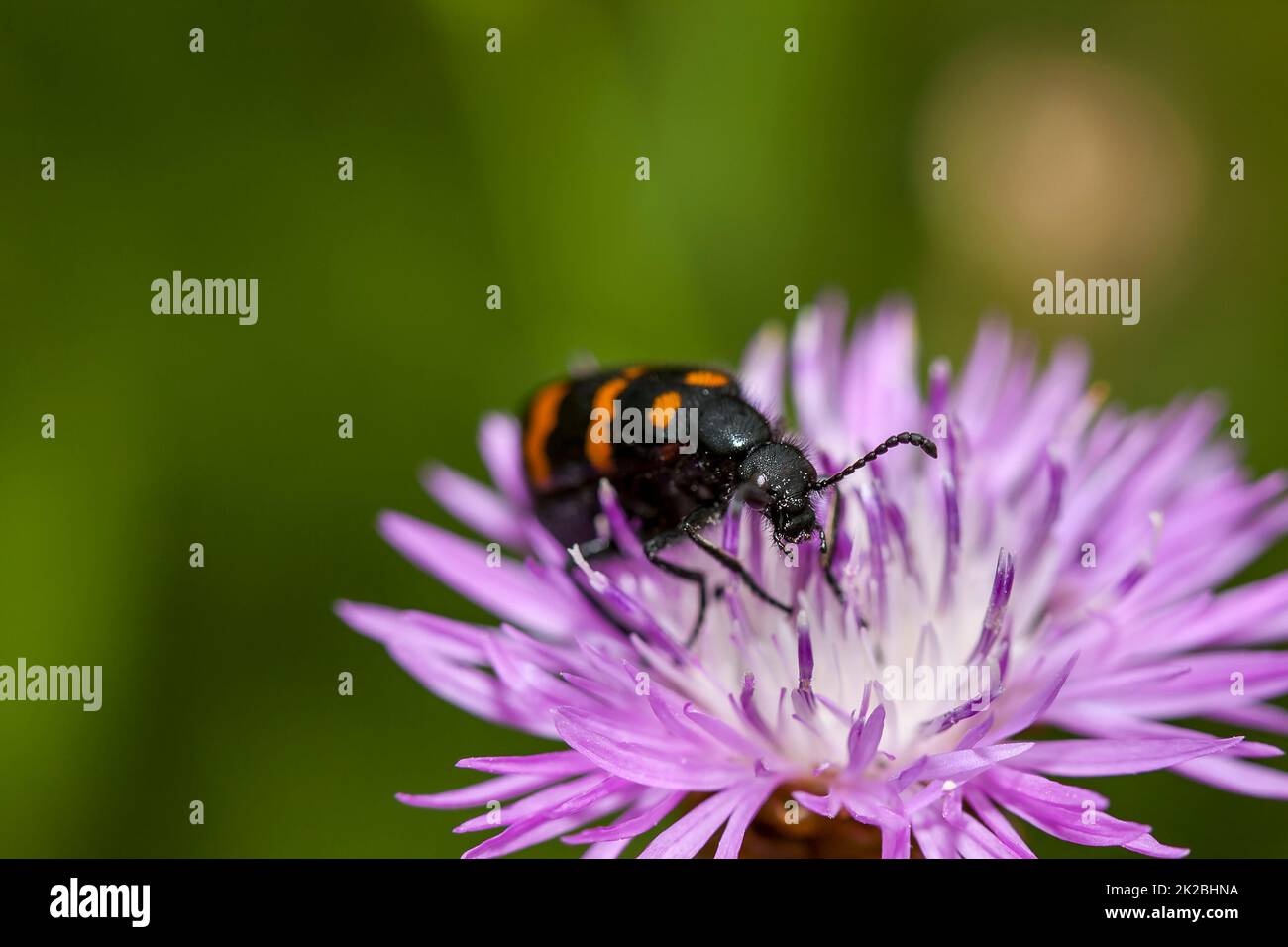 Der Käfer von Castiarina ernährt sich von einer violetten Blume Stockfoto