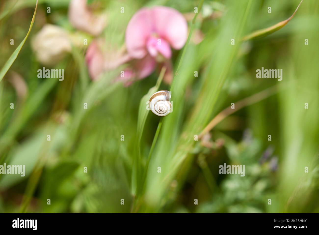 Ein kleines Schneckenhaus (Cepaea nemoralis) klammert sich an eine Pflanze Stockfoto