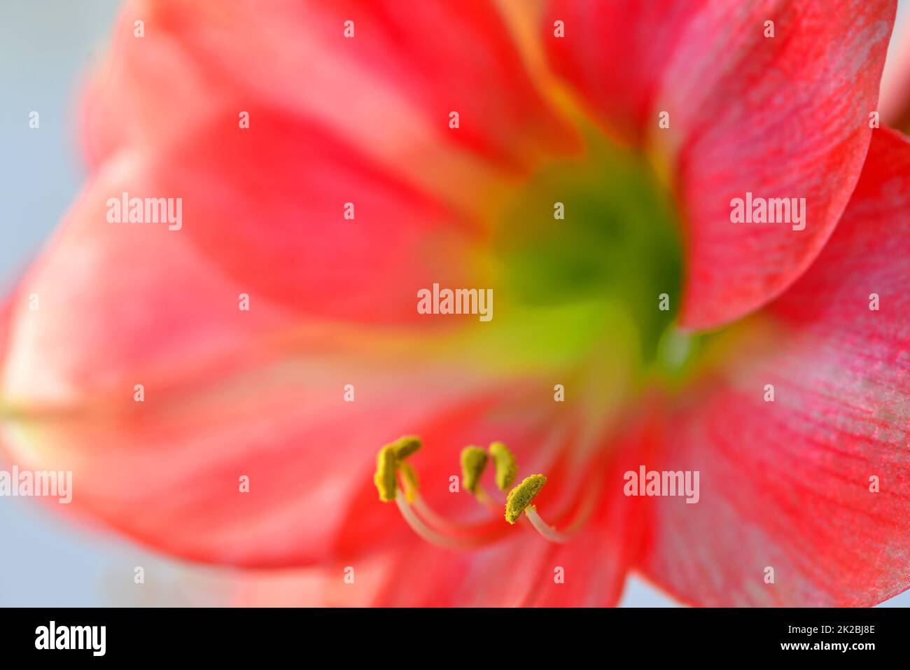 Amaryllis, Blume in einer Nahaufnahme Stockfoto