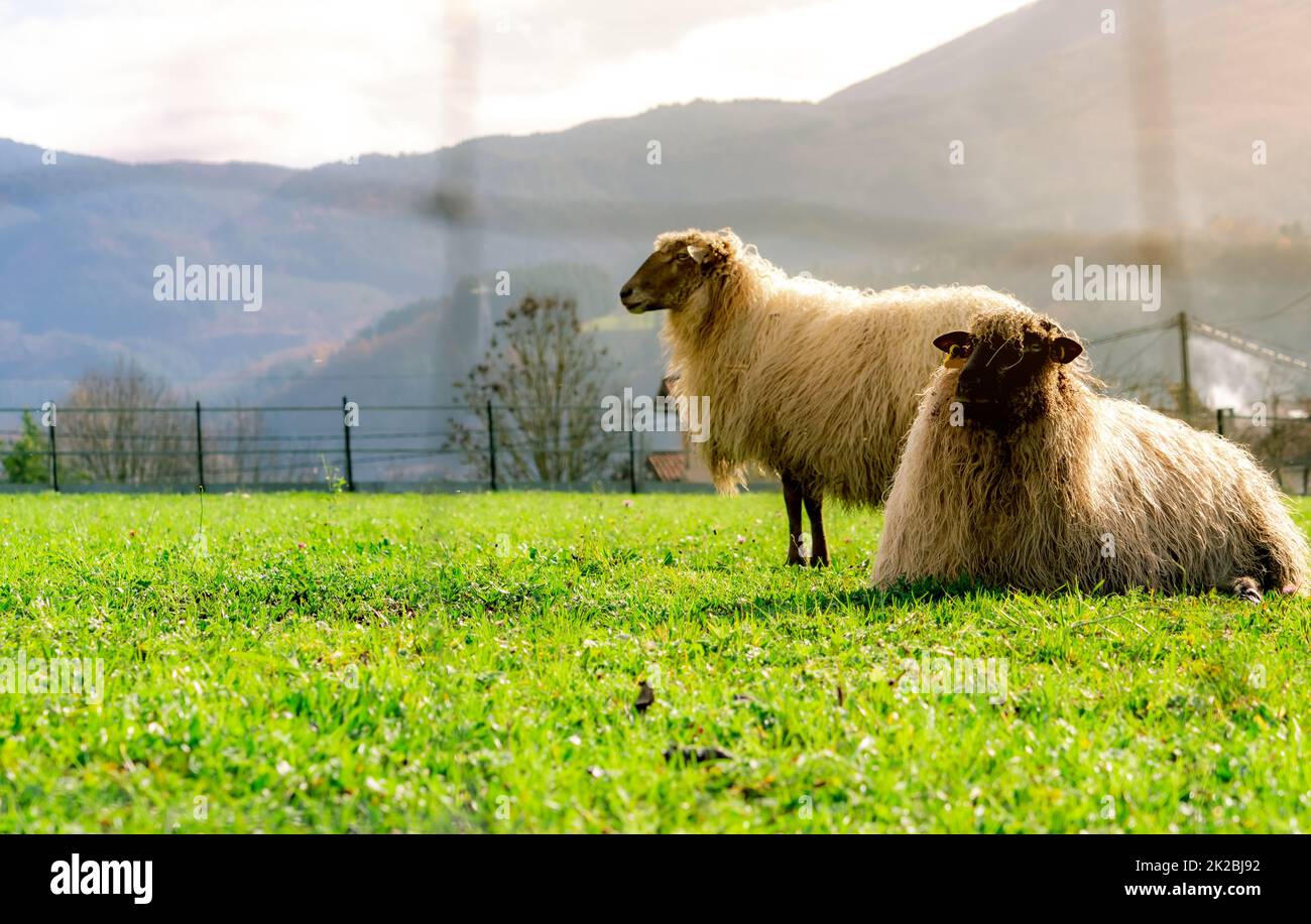 Hausschafe auf Weideflächen mit Zaunvordergrund. Schafe mit weißem Fell auf grünem Grasfeld. Viehzuchtbetrieb. Nachhaltige Landwirtschaft oder Konzept der nachhaltigen Landwirtschaft. Nutztier Stockfoto