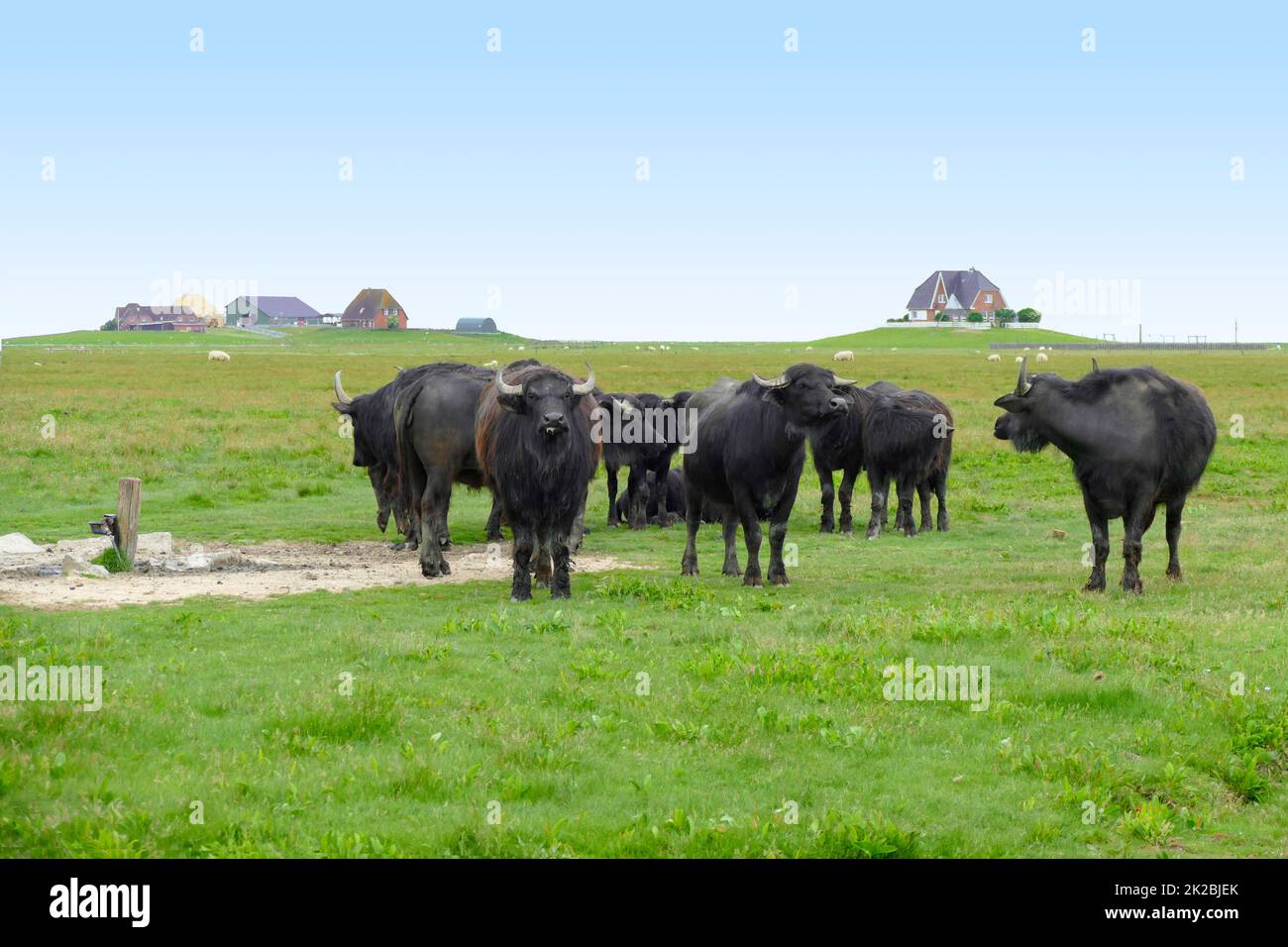 Rinder in Nordstrandischmoor Stockfoto