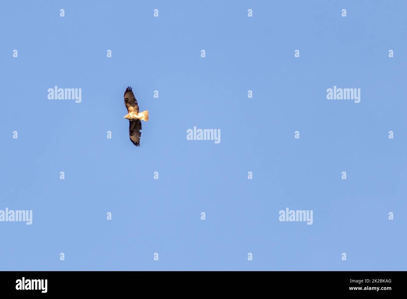 Mächtiger fliegender Falke oder Goldadler (aquila chrysaetos), der andere Vögel, Mäuse und Ratten als Greifvogel im Hintergrund des Himmels und fliegender Raptor mit gespreizten Flügeln und braunen Federn jagt Stockfoto