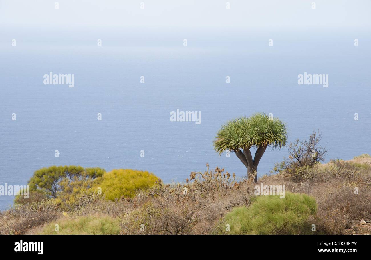 Kanarische Inseln Drachenbaum Dracaena draco. Stockfoto