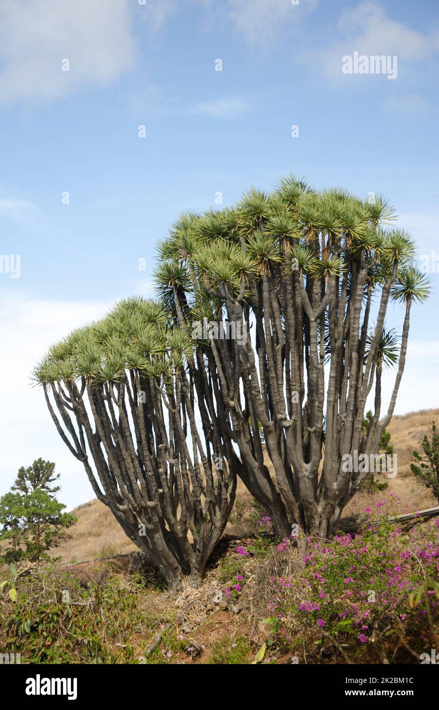 Kanarische Inseln Drachenbäume Dracaena draco. Stockfoto