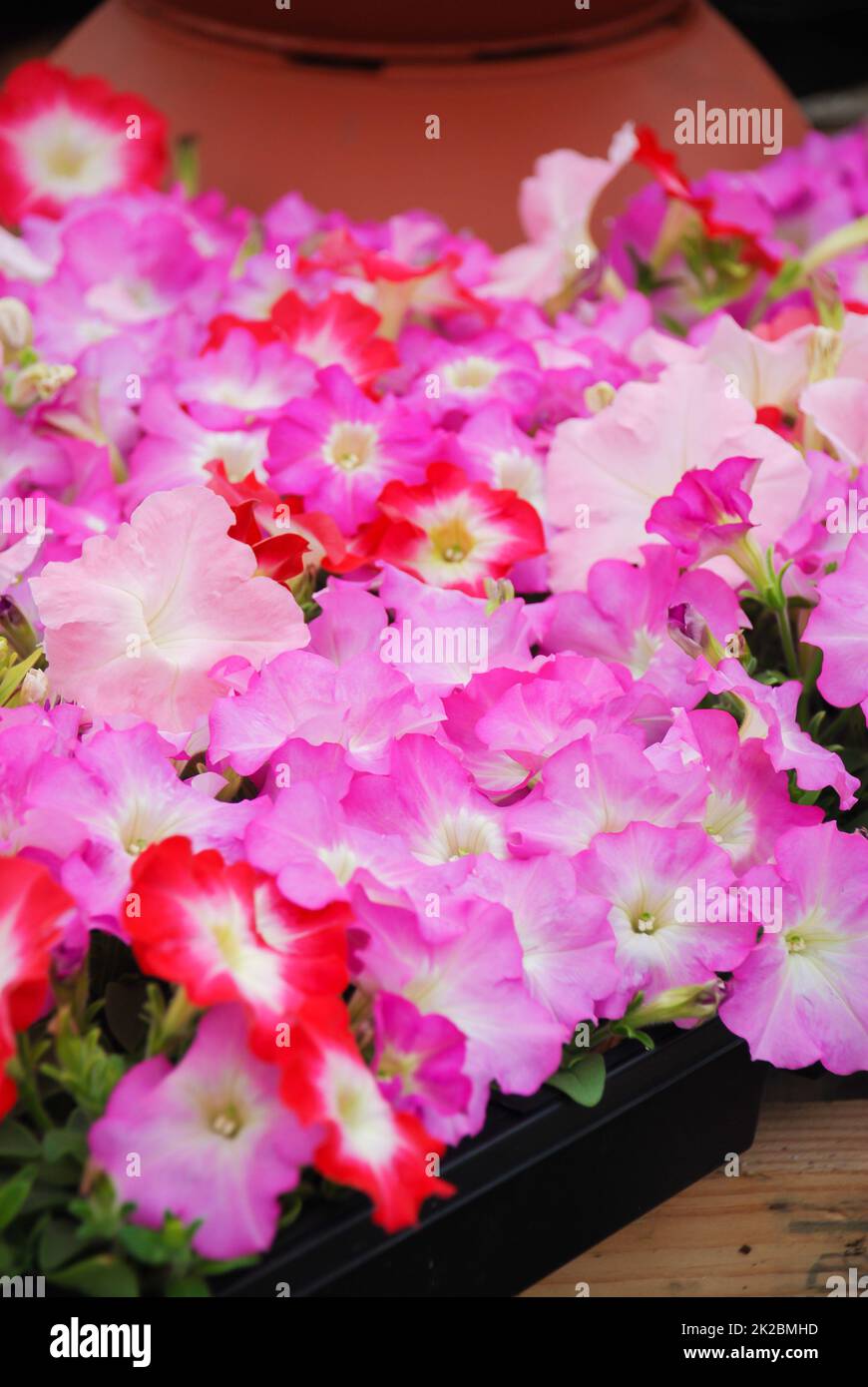 Petunia, Petunien im Tablett, Petunia im Topf, mehrfarbige Blumen Stockfoto