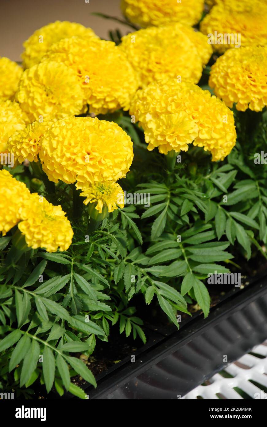 Gelb-Ringelblume (Tagetes erecta, mexikanische Ringelblume) Stockfoto