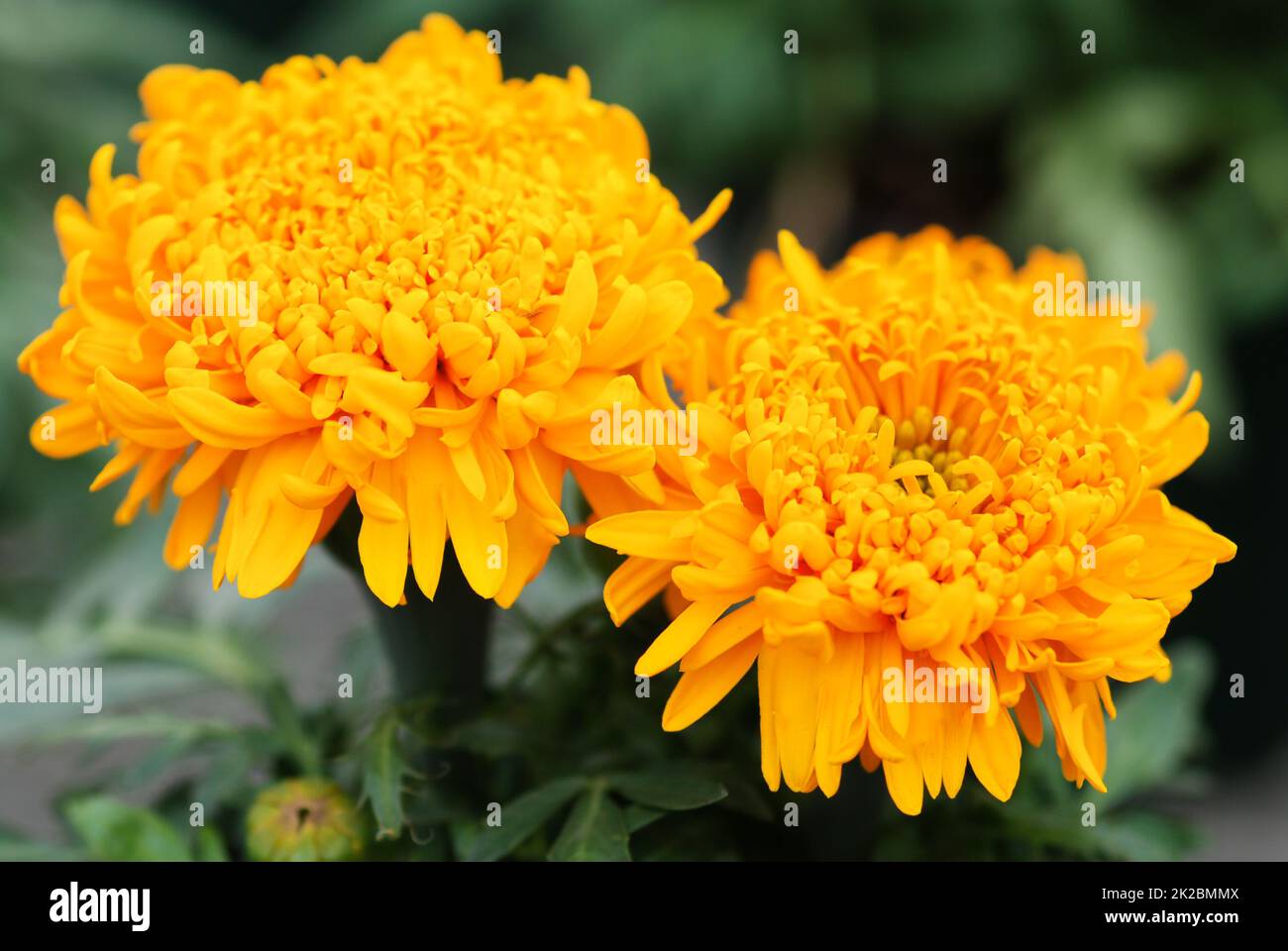 Marigolds Gold Color (Tagetes erecta, mexikanische Ringelblume) Stockfoto
