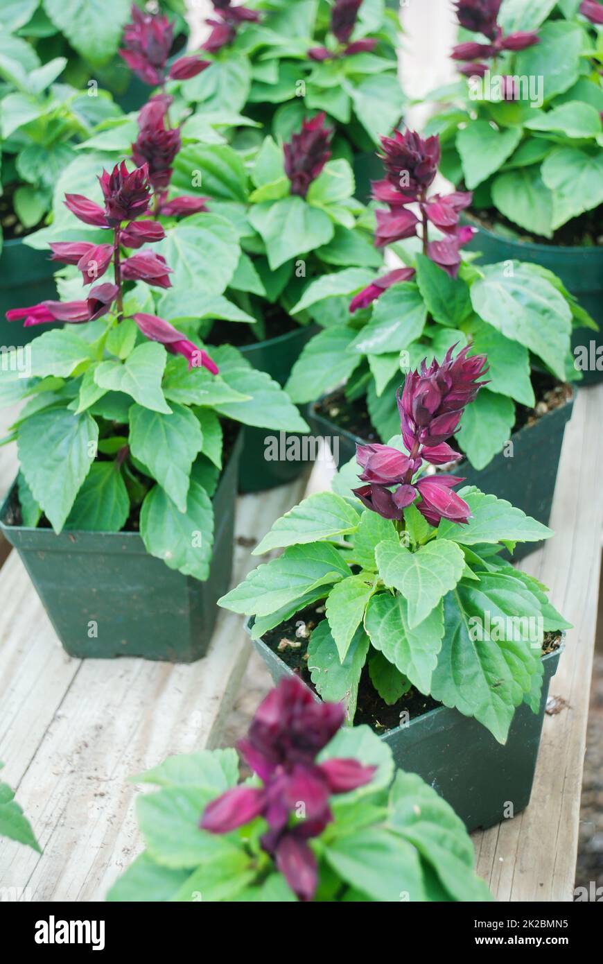 Lila Salvia Splendens, Blumentöpfe im dunkelgrünen Tablett Stockfoto