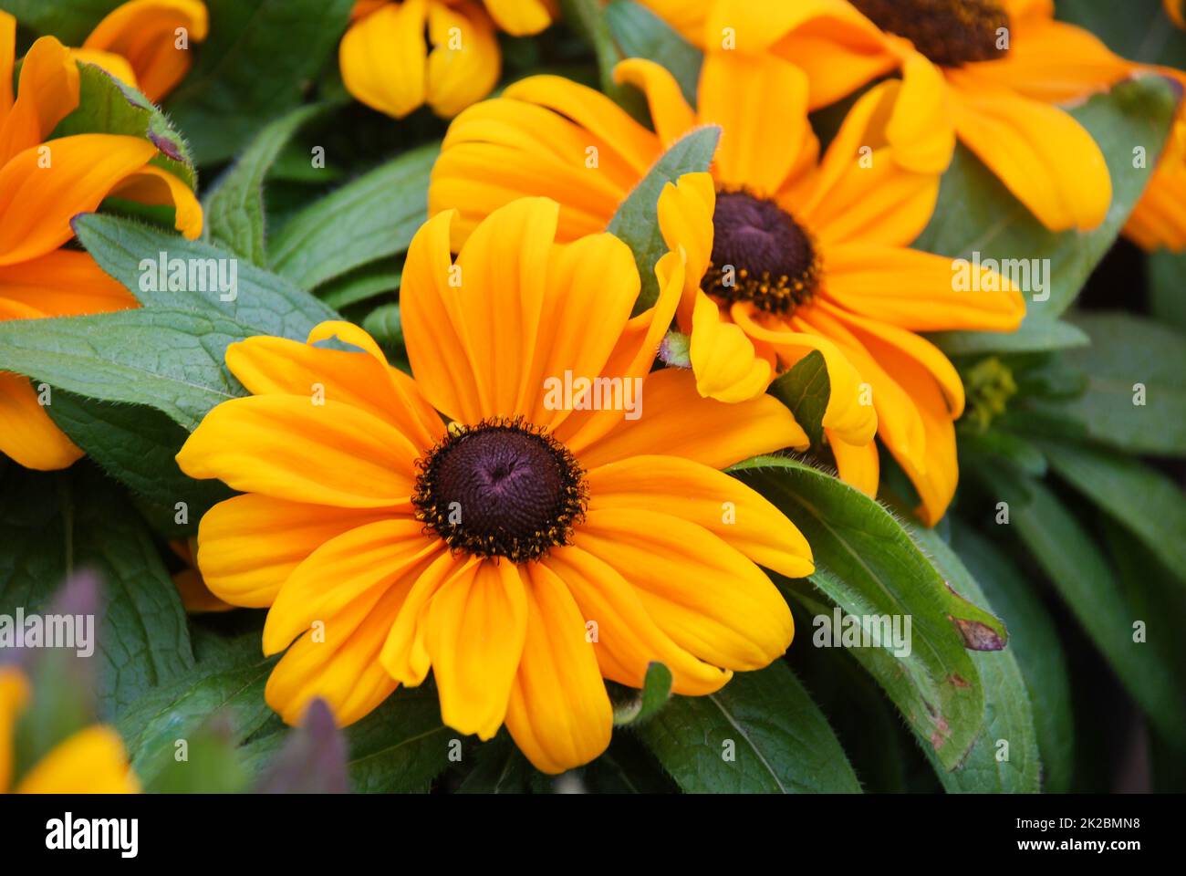 Gelbe schwarze-Augen-Susans, Rudbeckia hirta, blühend in einem Sommergarten Stockfoto