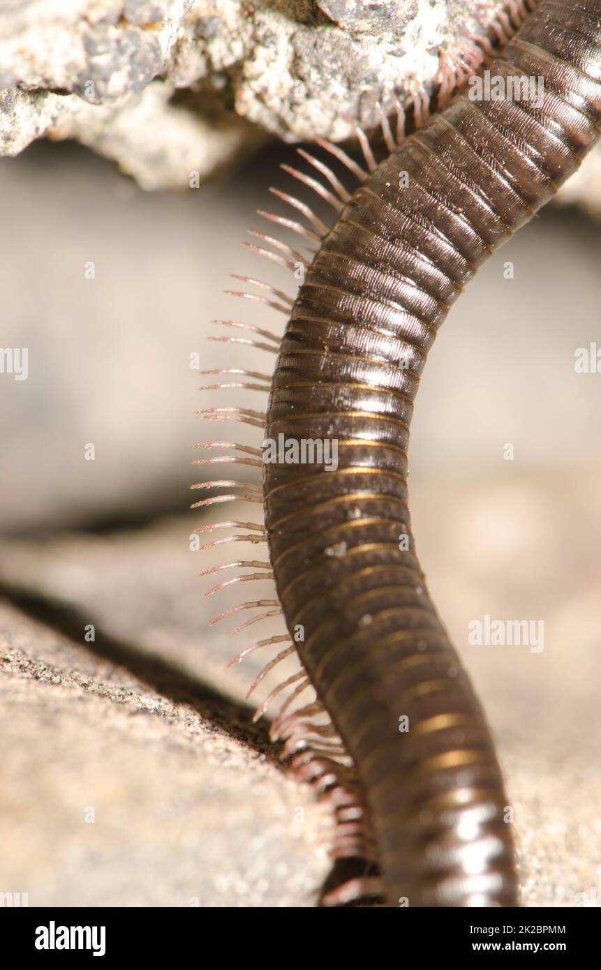 Millipede photography Fotos und Bildmaterial in hoher Auflösung Alamy