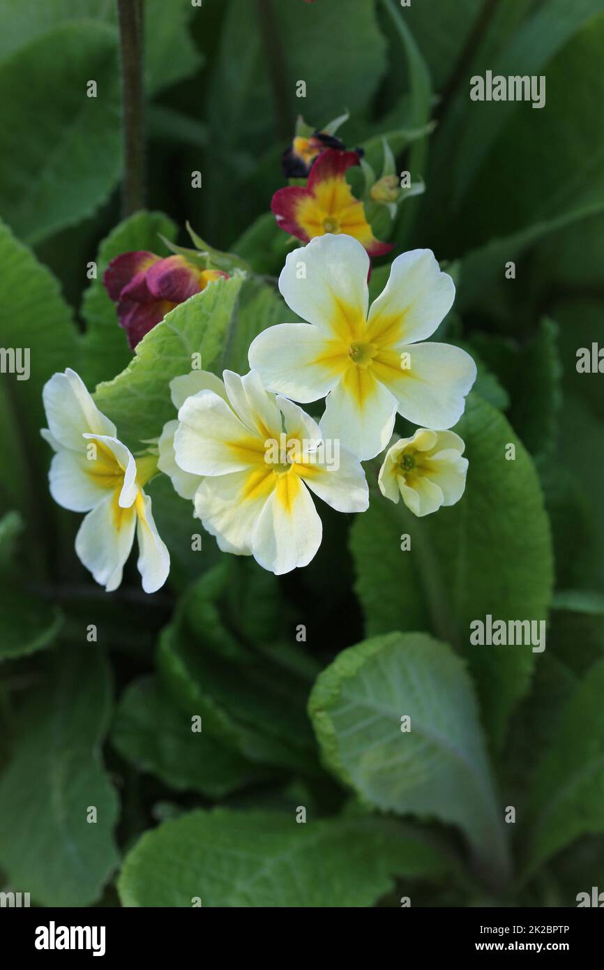 Mehrjährig primrose oder Primula im Frühling Garten. Frühjahr primeln Blumen, primel Primel. Die schönen weißen Farben primrose Blumen Garten Stockfoto