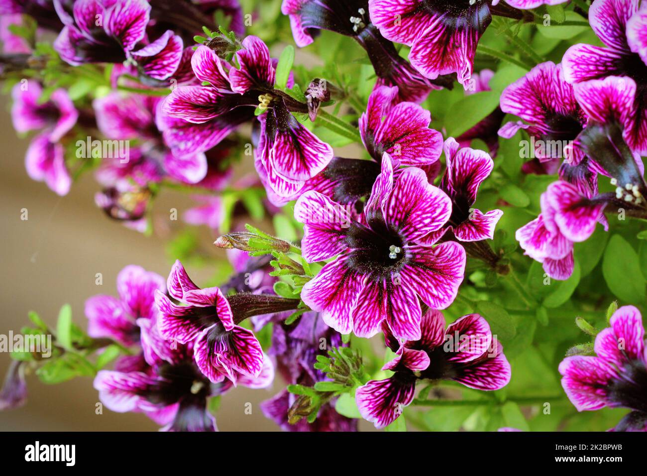 Violette Petunien Blumen im Garten im Frühling. Geringe Schärfentiefe Stockfoto