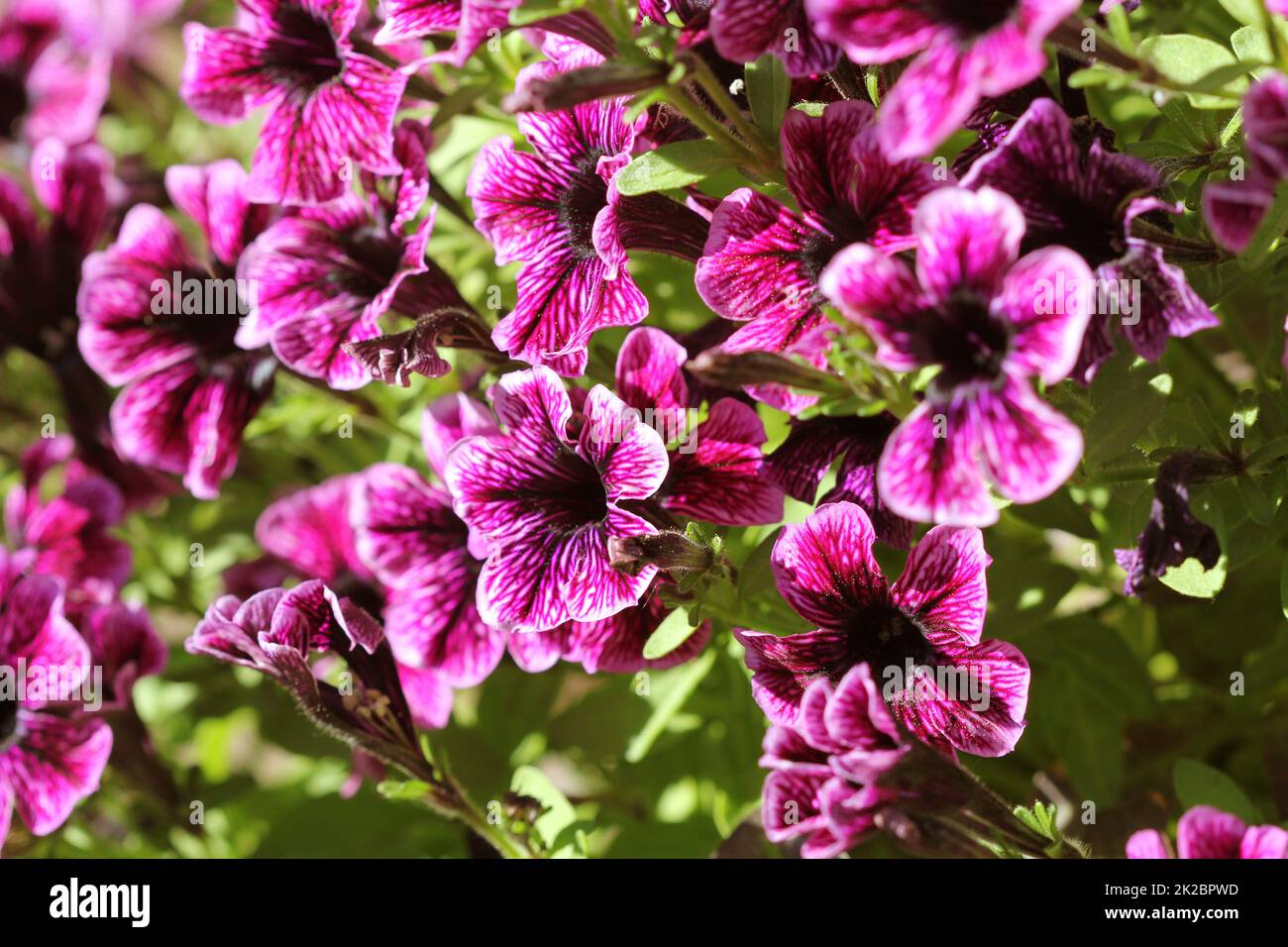 Violette Petunien Blumen im Garten im Frühling. Geringe Schärfentiefe Stockfoto