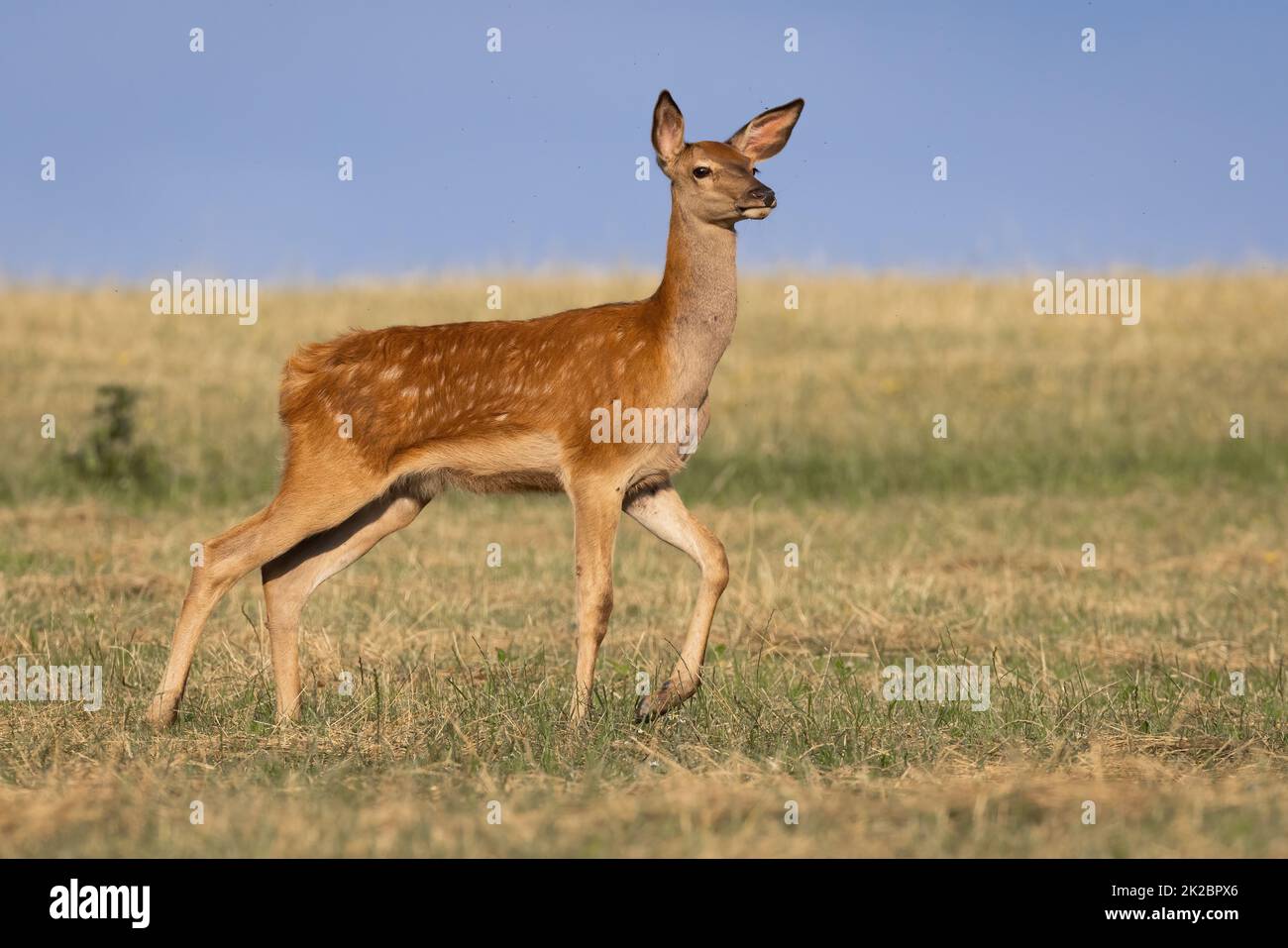 Vorsichtige Rothirsche, die in der Sommernatur auf der Wiese wandern Stockfoto