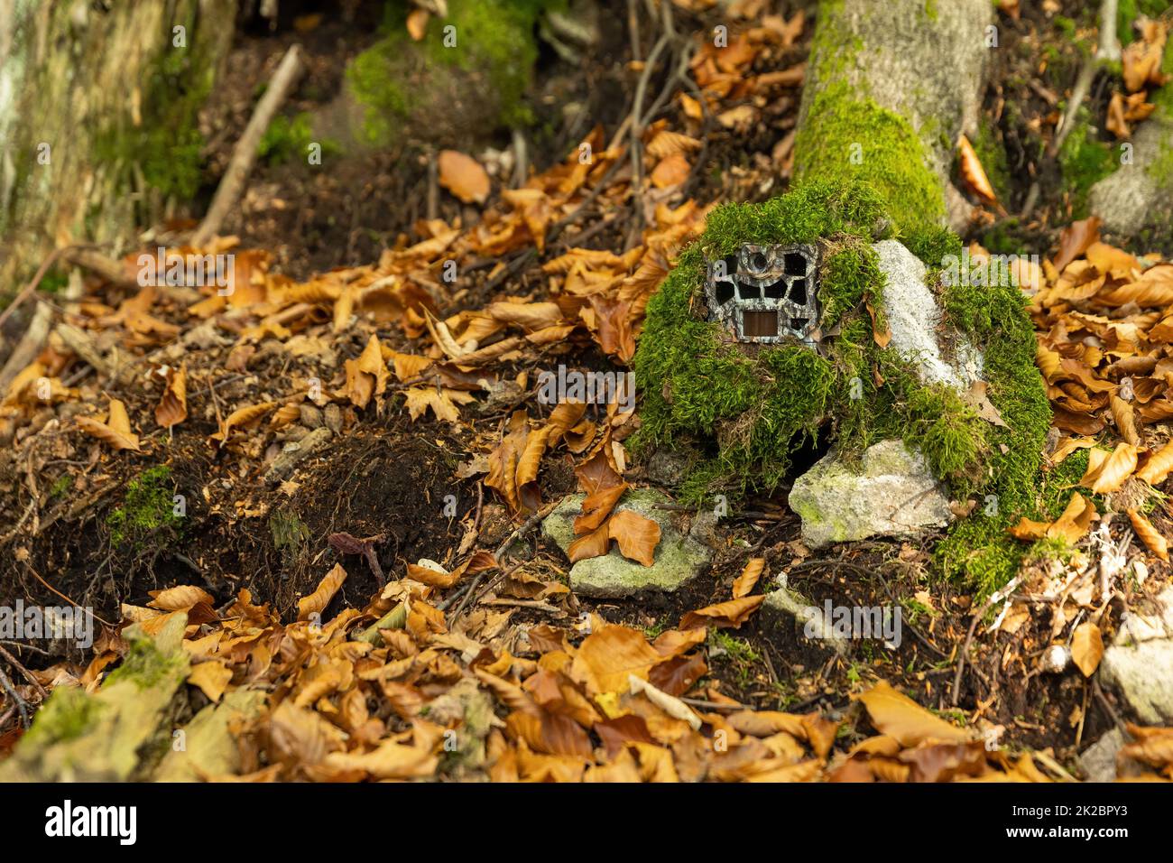 Getarnte Wanderkamera versteckt auf einem Baum unter grünem Moos in herbstlicher Natur Stockfoto