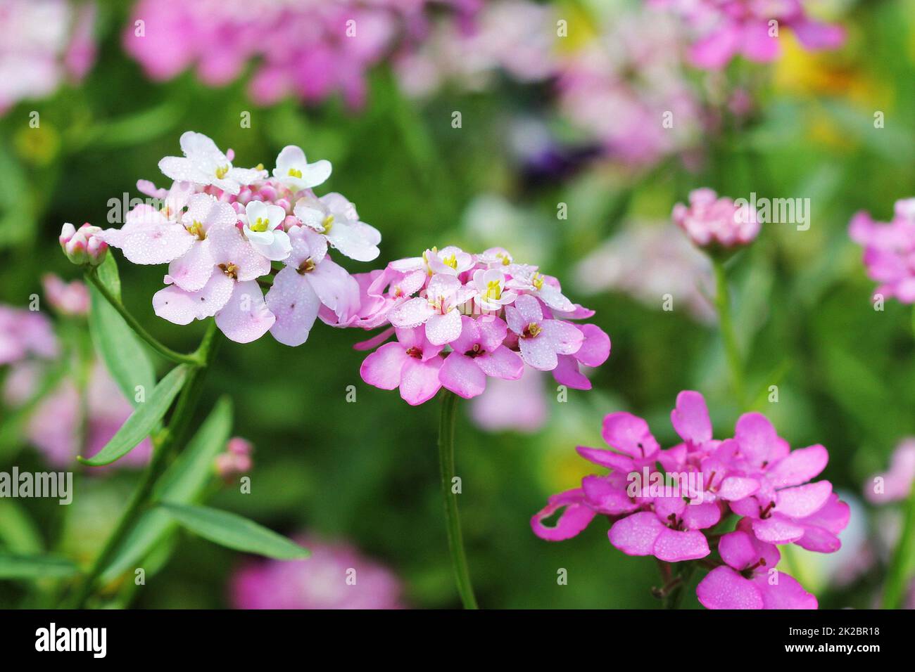 Iberis Amara Blume. Auch als Rakete Schleifenblume, bittere Schleifenblume oder wilde Schleifenblume. Stockfoto