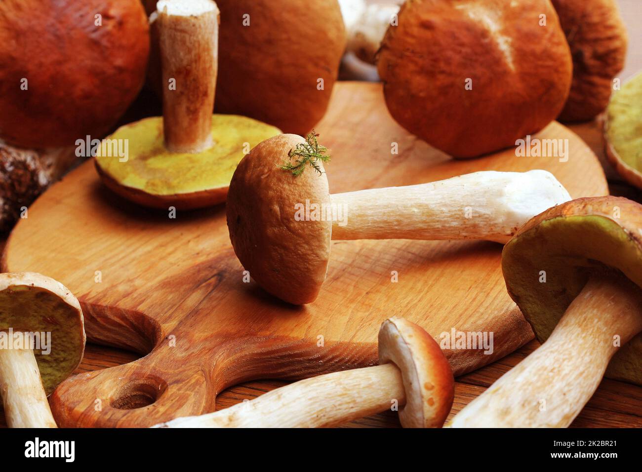 Frische Pilze Boletus edulis auf Schneidebrett Stockfoto